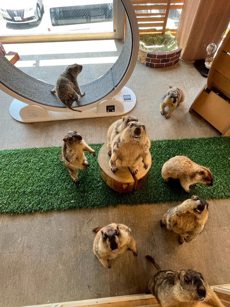 「スタッフが背を向けた隙を狙い…」異変に気付いてすぐ回収, 「小動物にとって危険な「チョコレート」, 「見守り型」に込めた思い, 「好奇心旺盛だけど、とても繊細」