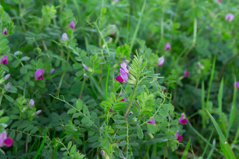 初夏に大きく育つ草花苗で、雑草をはびこらせない, お日さまが当たることで雑草はふえる, グラウンドカバープランツでナチュラルに防草, 土づくりをすると、草がするりと抜ける