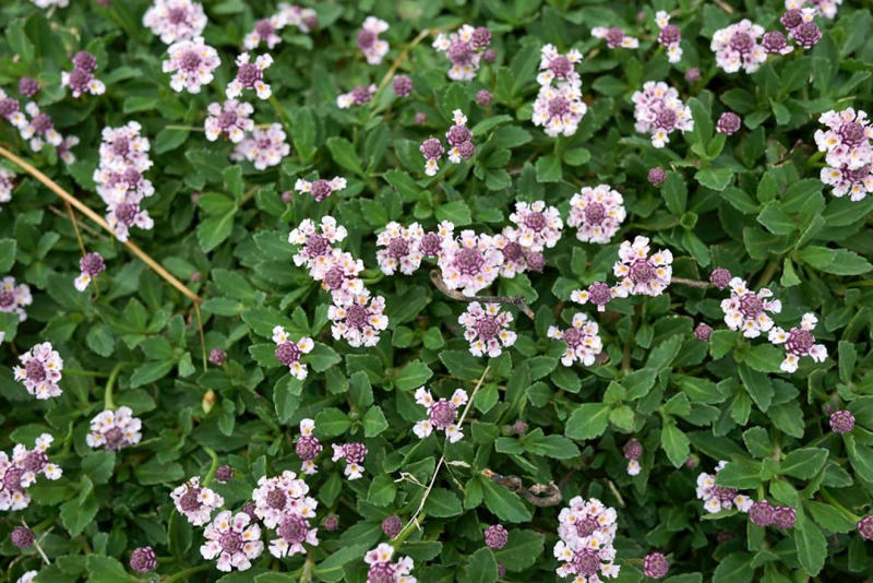 初夏に大きく育つ草花苗で、雑草をはびこらせない, お日さまが当たることで雑草はふえる, グラウンドカバープランツでナチュラルに防草, 土づくりをすると、草がするりと抜ける