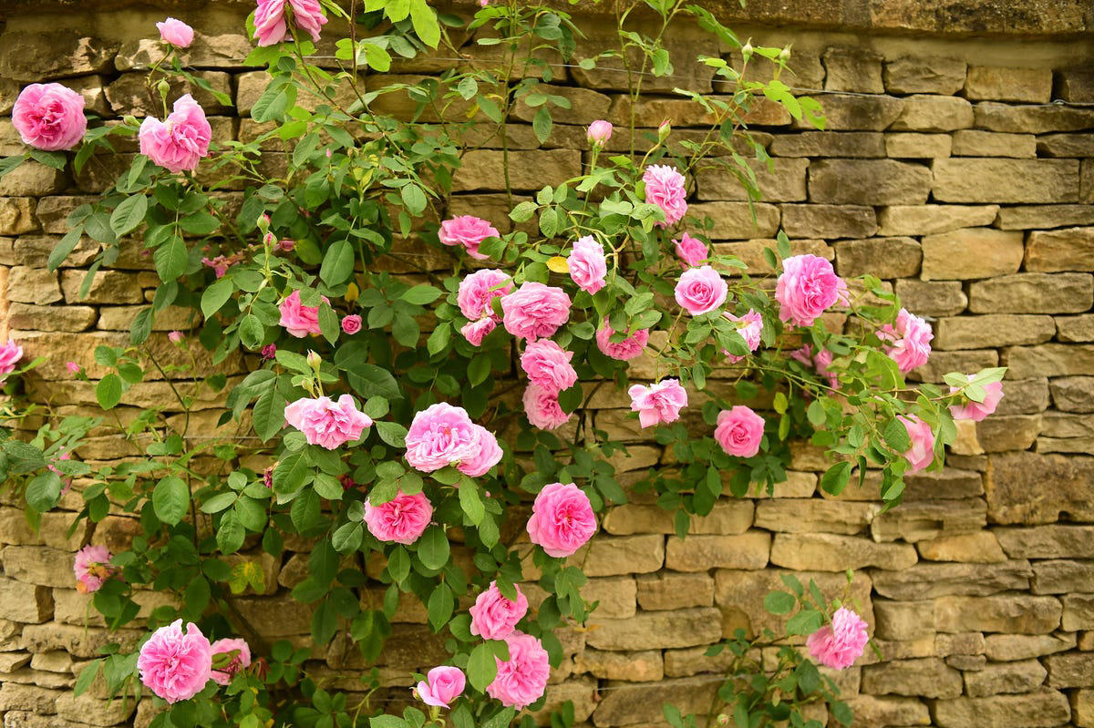 Clematis (Clematis spp.), Honeysuckle (Lonicera spp.), Morning Glory (Ipomoea purpurea), Wisteria (Wisteria frutescens), Bougainvillea (Bougainvillea spp.), Butterfly Vine (Mascagnia macroptera), Climbing Carolina Aster (Ampelaster carolinianus), Climbing Roses (Rosa spp.), Rocktrumpet (Mandevilla spp.), Madagascar Jasmine (Stephanotis floribunda), Cup and Saucer Vine (Cobaea scandens), Crossvine (Bignonia capreolata), Climbing Nasturtium (Tropaeolum majus), Trumpet Vine (Campsis radicans), Passionflower Vines (Passiflora spp.), Porcelain Flower (Hoya carnosa), Blue Sky Vine (Thunbergia grandiflora), Cypress Vine (Ipomoea quamoclit), Japanese Hydrangea Vine (Hydrangea hydrangeoides), Star Jasmine (Trachelospermum jasminoides), Scarlet Runner Bean (Phaseolus coccineus), Carolina Jessamine (Gelsemium sempervirens), Firecracker Vine (Pyrostegia venusta), Climbing Hydrangea (Hydrangea petiolaris), Moonflower (Ipomoea alba)