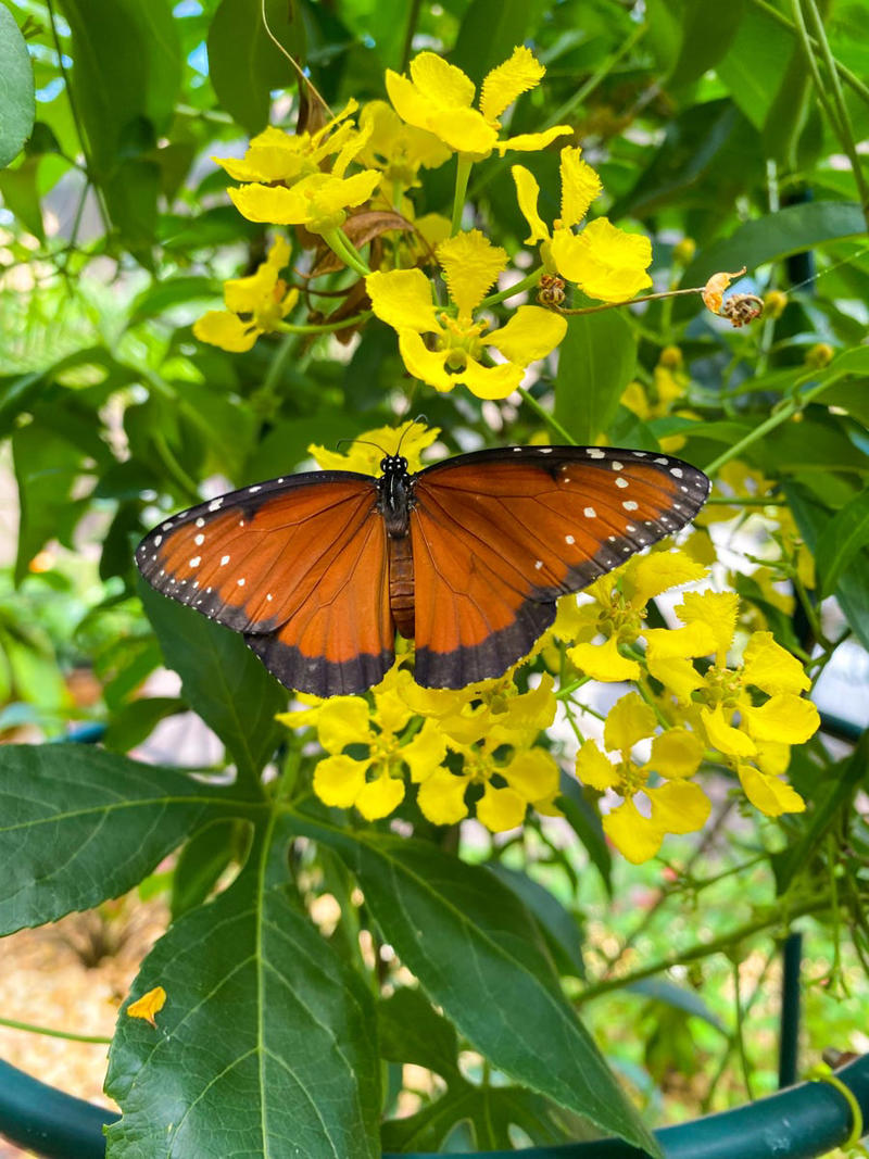 Clematis (Clematis spp.), Honeysuckle (Lonicera spp.), Morning Glory (Ipomoea purpurea), Wisteria (Wisteria frutescens), Bougainvillea (Bougainvillea spp.), Butterfly Vine (Mascagnia macroptera), Climbing Carolina Aster (Ampelaster carolinianus), Climbing Roses (Rosa spp.), Rocktrumpet (Mandevilla spp.), Madagascar Jasmine (Stephanotis floribunda), Cup and Saucer Vine (Cobaea scandens), Crossvine (Bignonia capreolata), Climbing Nasturtium (Tropaeolum majus), Trumpet Vine (Campsis radicans), Passionflower Vines (Passiflora spp.), Porcelain Flower (Hoya carnosa), Blue Sky Vine (Thunbergia grandiflora), Cypress Vine (Ipomoea quamoclit), Japanese Hydrangea Vine (Hydrangea hydrangeoides), Star Jasmine (Trachelospermum jasminoides), Scarlet Runner Bean (Phaseolus coccineus), Carolina Jessamine (Gelsemium sempervirens), Firecracker Vine (Pyrostegia venusta), Climbing Hydrangea (Hydrangea petiolaris), Moonflower (Ipomoea alba)