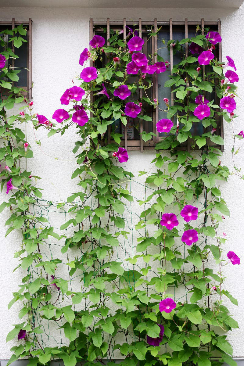 Clematis (Clematis spp.), Honeysuckle (Lonicera spp.), Morning Glory (Ipomoea purpurea), Wisteria (Wisteria frutescens), Bougainvillea (Bougainvillea spp.), Butterfly Vine (Mascagnia macroptera), Climbing Carolina Aster (Ampelaster carolinianus), Climbing Roses (Rosa spp.), Rocktrumpet (Mandevilla spp.), Madagascar Jasmine (Stephanotis floribunda), Cup and Saucer Vine (Cobaea scandens), Crossvine (Bignonia capreolata), Climbing Nasturtium (Tropaeolum majus), Trumpet Vine (Campsis radicans), Passionflower Vines (Passiflora spp.), Porcelain Flower (Hoya carnosa), Blue Sky Vine (Thunbergia grandiflora), Cypress Vine (Ipomoea quamoclit), Japanese Hydrangea Vine (Hydrangea hydrangeoides), Star Jasmine (Trachelospermum jasminoides), Scarlet Runner Bean (Phaseolus coccineus), Carolina Jessamine (Gelsemium sempervirens), Firecracker Vine (Pyrostegia venusta), Climbing Hydrangea (Hydrangea petiolaris), Moonflower (Ipomoea alba)