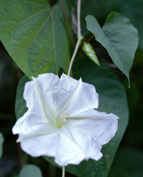 Clematis (Clematis spp.), Honeysuckle (Lonicera spp.), Morning Glory (Ipomoea purpurea), Wisteria (Wisteria frutescens), Bougainvillea (Bougainvillea spp.), Butterfly Vine (Mascagnia macroptera), Climbing Carolina Aster (Ampelaster carolinianus), Climbing Roses (Rosa spp.), Rocktrumpet (Mandevilla spp.), Madagascar Jasmine (Stephanotis floribunda), Cup and Saucer Vine (Cobaea scandens), Crossvine (Bignonia capreolata), Climbing Nasturtium (Tropaeolum majus), Trumpet Vine (Campsis radicans), Passionflower Vines (Passiflora spp.), Porcelain Flower (Hoya carnosa), Blue Sky Vine (Thunbergia grandiflora), Cypress Vine (Ipomoea quamoclit), Japanese Hydrangea Vine (Hydrangea hydrangeoides), Star Jasmine (Trachelospermum jasminoides), Scarlet Runner Bean (Phaseolus coccineus), Carolina Jessamine (Gelsemium sempervirens), Firecracker Vine (Pyrostegia venusta), Climbing Hydrangea (Hydrangea petiolaris), Moonflower (Ipomoea alba)