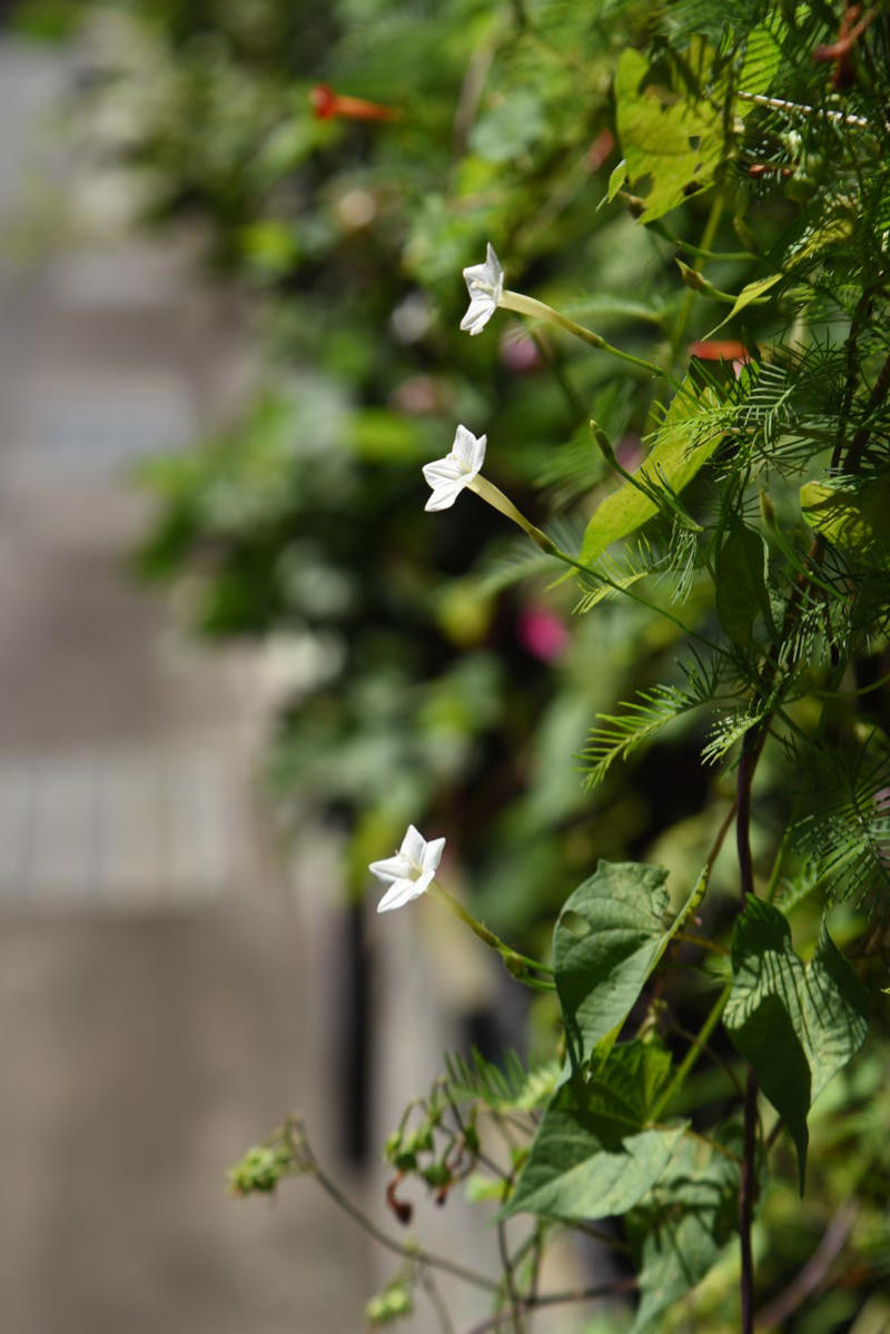 Clematis (Clematis spp.), Honeysuckle (Lonicera spp.), Morning Glory (Ipomoea purpurea), Wisteria (Wisteria frutescens), Bougainvillea (Bougainvillea spp.), Butterfly Vine (Mascagnia macroptera), Climbing Carolina Aster (Ampelaster carolinianus), Climbing Roses (Rosa spp.), Rocktrumpet (Mandevilla spp.), Madagascar Jasmine (Stephanotis floribunda), Cup and Saucer Vine (Cobaea scandens), Crossvine (Bignonia capreolata), Climbing Nasturtium (Tropaeolum majus), Trumpet Vine (Campsis radicans), Passionflower Vines (Passiflora spp.), Porcelain Flower (Hoya carnosa), Blue Sky Vine (Thunbergia grandiflora), Cypress Vine (Ipomoea quamoclit), Japanese Hydrangea Vine (Hydrangea hydrangeoides), Star Jasmine (Trachelospermum jasminoides), Scarlet Runner Bean (Phaseolus coccineus), Carolina Jessamine (Gelsemium sempervirens), Firecracker Vine (Pyrostegia venusta), Climbing Hydrangea (Hydrangea petiolaris), Moonflower (Ipomoea alba)