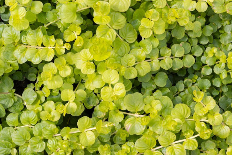 初夏に大きく育つ草花苗で、雑草をはびこらせない, お日さまが当たることで雑草はふえる, グラウンドカバープランツでナチュラルに防草, 土づくりをすると、草がするりと抜ける