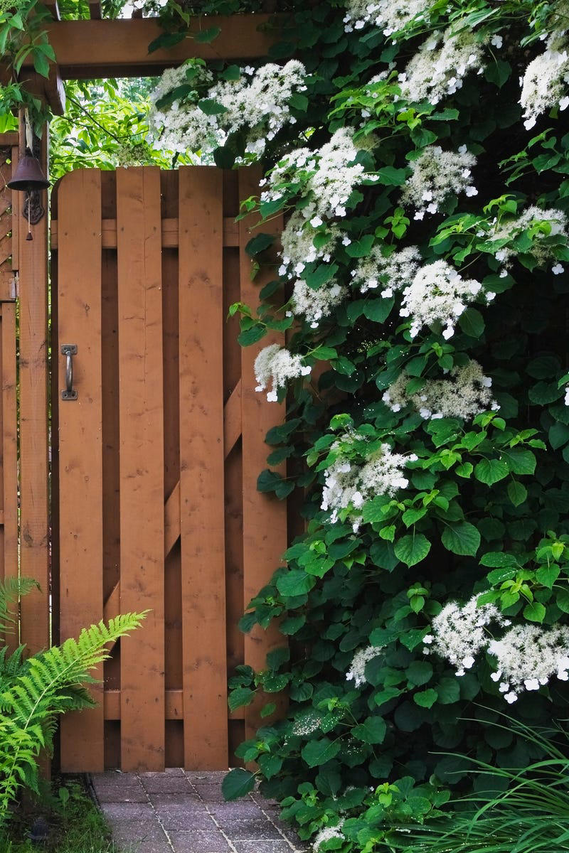 Clematis (Clematis spp.), Honeysuckle (Lonicera spp.), Morning Glory (Ipomoea purpurea), Wisteria (Wisteria frutescens), Bougainvillea (Bougainvillea spp.), Butterfly Vine (Mascagnia macroptera), Climbing Carolina Aster (Ampelaster carolinianus), Climbing Roses (Rosa spp.), Rocktrumpet (Mandevilla spp.), Madagascar Jasmine (Stephanotis floribunda), Cup and Saucer Vine (Cobaea scandens), Crossvine (Bignonia capreolata), Climbing Nasturtium (Tropaeolum majus), Trumpet Vine (Campsis radicans), Passionflower Vines (Passiflora spp.), Porcelain Flower (Hoya carnosa), Blue Sky Vine (Thunbergia grandiflora), Cypress Vine (Ipomoea quamoclit), Japanese Hydrangea Vine (Hydrangea hydrangeoides), Star Jasmine (Trachelospermum jasminoides), Scarlet Runner Bean (Phaseolus coccineus), Carolina Jessamine (Gelsemium sempervirens), Firecracker Vine (Pyrostegia venusta), Climbing Hydrangea (Hydrangea petiolaris), Moonflower (Ipomoea alba)