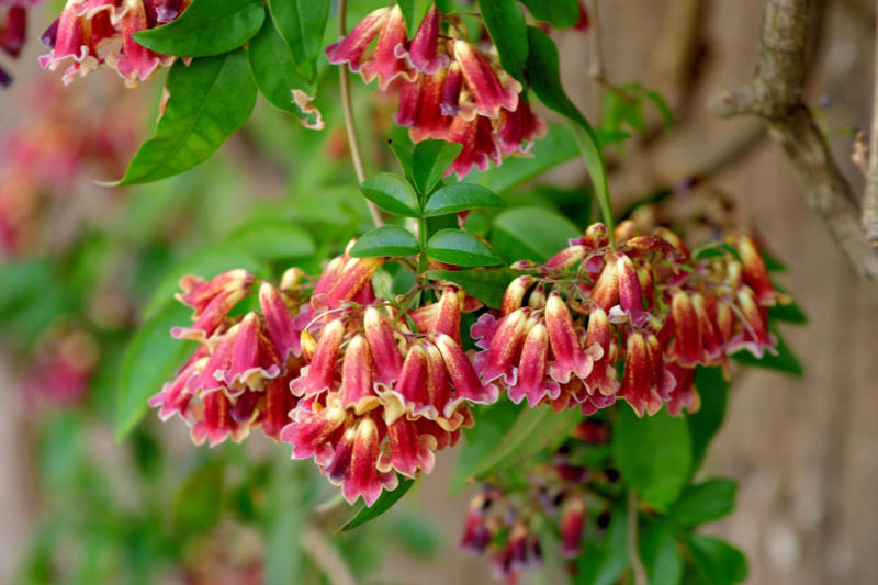 Clematis (Clematis spp.), Honeysuckle (Lonicera spp.), Morning Glory (Ipomoea purpurea), Wisteria (Wisteria frutescens), Bougainvillea (Bougainvillea spp.), Butterfly Vine (Mascagnia macroptera), Climbing Carolina Aster (Ampelaster carolinianus), Climbing Roses (Rosa spp.), Rocktrumpet (Mandevilla spp.), Madagascar Jasmine (Stephanotis floribunda), Cup and Saucer Vine (Cobaea scandens), Crossvine (Bignonia capreolata), Climbing Nasturtium (Tropaeolum majus), Trumpet Vine (Campsis radicans), Passionflower Vines (Passiflora spp.), Porcelain Flower (Hoya carnosa), Blue Sky Vine (Thunbergia grandiflora), Cypress Vine (Ipomoea quamoclit), Japanese Hydrangea Vine (Hydrangea hydrangeoides), Star Jasmine (Trachelospermum jasminoides), Scarlet Runner Bean (Phaseolus coccineus), Carolina Jessamine (Gelsemium sempervirens), Firecracker Vine (Pyrostegia venusta), Climbing Hydrangea (Hydrangea petiolaris), Moonflower (Ipomoea alba)