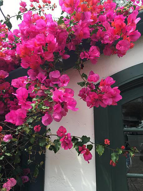 Clematis (Clematis spp.), Honeysuckle (Lonicera spp.), Morning Glory (Ipomoea purpurea), Wisteria (Wisteria frutescens), Bougainvillea (Bougainvillea spp.), Butterfly Vine (Mascagnia macroptera), Climbing Carolina Aster (Ampelaster carolinianus), Climbing Roses (Rosa spp.), Rocktrumpet (Mandevilla spp.), Madagascar Jasmine (Stephanotis floribunda), Cup and Saucer Vine (Cobaea scandens), Crossvine (Bignonia capreolata), Climbing Nasturtium (Tropaeolum majus), Trumpet Vine (Campsis radicans), Passionflower Vines (Passiflora spp.), Porcelain Flower (Hoya carnosa), Blue Sky Vine (Thunbergia grandiflora), Cypress Vine (Ipomoea quamoclit), Japanese Hydrangea Vine (Hydrangea hydrangeoides), Star Jasmine (Trachelospermum jasminoides), Scarlet Runner Bean (Phaseolus coccineus), Carolina Jessamine (Gelsemium sempervirens), Firecracker Vine (Pyrostegia venusta), Climbing Hydrangea (Hydrangea petiolaris), Moonflower (Ipomoea alba)