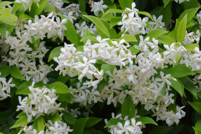 What Is Star Jasmine?, Where to Plant Star Jasmine, How to Plant Star Jasmine, How to Care for Star Jasmine, Common Pests and Diseases, Star Jasmine FAQs