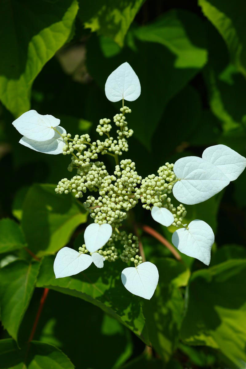Clematis (Clematis spp.), Honeysuckle (Lonicera spp.), Morning Glory (Ipomoea purpurea), Wisteria (Wisteria frutescens), Bougainvillea (Bougainvillea spp.), Butterfly Vine (Mascagnia macroptera), Climbing Carolina Aster (Ampelaster carolinianus), Climbing Roses (Rosa spp.), Rocktrumpet (Mandevilla spp.), Madagascar Jasmine (Stephanotis floribunda), Cup and Saucer Vine (Cobaea scandens), Crossvine (Bignonia capreolata), Climbing Nasturtium (Tropaeolum majus), Trumpet Vine (Campsis radicans), Passionflower Vines (Passiflora spp.), Porcelain Flower (Hoya carnosa), Blue Sky Vine (Thunbergia grandiflora), Cypress Vine (Ipomoea quamoclit), Japanese Hydrangea Vine (Hydrangea hydrangeoides), Star Jasmine (Trachelospermum jasminoides), Scarlet Runner Bean (Phaseolus coccineus), Carolina Jessamine (Gelsemium sempervirens), Firecracker Vine (Pyrostegia venusta), Climbing Hydrangea (Hydrangea petiolaris), Moonflower (Ipomoea alba)