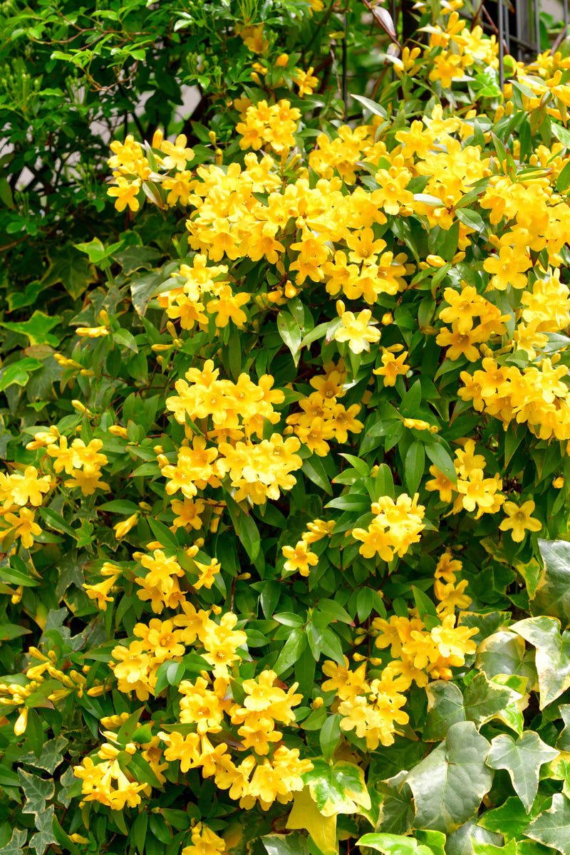 Clematis (Clematis spp.), Honeysuckle (Lonicera spp.), Morning Glory (Ipomoea purpurea), Wisteria (Wisteria frutescens), Bougainvillea (Bougainvillea spp.), Butterfly Vine (Mascagnia macroptera), Climbing Carolina Aster (Ampelaster carolinianus), Climbing Roses (Rosa spp.), Rocktrumpet (Mandevilla spp.), Madagascar Jasmine (Stephanotis floribunda), Cup and Saucer Vine (Cobaea scandens), Crossvine (Bignonia capreolata), Climbing Nasturtium (Tropaeolum majus), Trumpet Vine (Campsis radicans), Passionflower Vines (Passiflora spp.), Porcelain Flower (Hoya carnosa), Blue Sky Vine (Thunbergia grandiflora), Cypress Vine (Ipomoea quamoclit), Japanese Hydrangea Vine (Hydrangea hydrangeoides), Star Jasmine (Trachelospermum jasminoides), Scarlet Runner Bean (Phaseolus coccineus), Carolina Jessamine (Gelsemium sempervirens), Firecracker Vine (Pyrostegia venusta), Climbing Hydrangea (Hydrangea petiolaris), Moonflower (Ipomoea alba)
