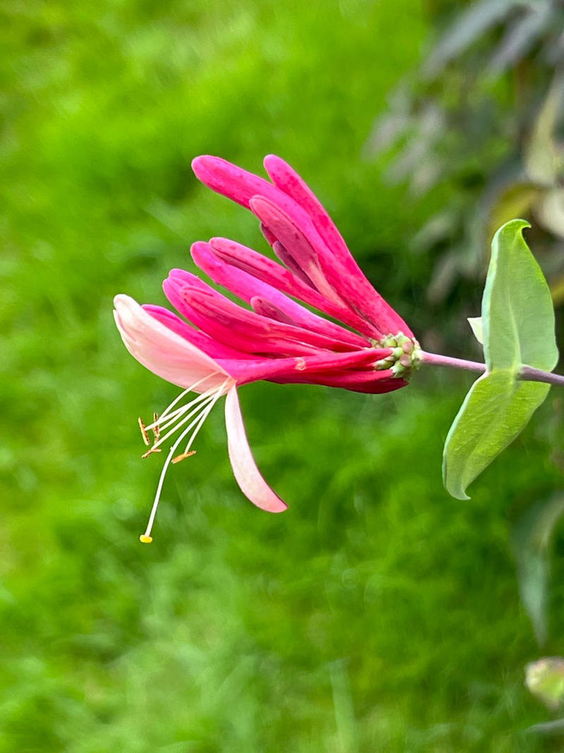 Clematis (Clematis spp.), Honeysuckle (Lonicera spp.), Morning Glory (Ipomoea purpurea), Wisteria (Wisteria frutescens), Bougainvillea (Bougainvillea spp.), Butterfly Vine (Mascagnia macroptera), Climbing Carolina Aster (Ampelaster carolinianus), Climbing Roses (Rosa spp.), Rocktrumpet (Mandevilla spp.), Madagascar Jasmine (Stephanotis floribunda), Cup and Saucer Vine (Cobaea scandens), Crossvine (Bignonia capreolata), Climbing Nasturtium (Tropaeolum majus), Trumpet Vine (Campsis radicans), Passionflower Vines (Passiflora spp.), Porcelain Flower (Hoya carnosa), Blue Sky Vine (Thunbergia grandiflora), Cypress Vine (Ipomoea quamoclit), Japanese Hydrangea Vine (Hydrangea hydrangeoides), Star Jasmine (Trachelospermum jasminoides), Scarlet Runner Bean (Phaseolus coccineus), Carolina Jessamine (Gelsemium sempervirens), Firecracker Vine (Pyrostegia venusta), Climbing Hydrangea (Hydrangea petiolaris), Moonflower (Ipomoea alba)