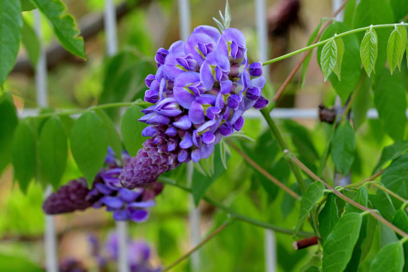Clematis (Clematis spp.), Honeysuckle (Lonicera spp.), Morning Glory (Ipomoea purpurea), Wisteria (Wisteria frutescens), Bougainvillea (Bougainvillea spp.), Butterfly Vine (Mascagnia macroptera), Climbing Carolina Aster (Ampelaster carolinianus), Climbing Roses (Rosa spp.), Rocktrumpet (Mandevilla spp.), Madagascar Jasmine (Stephanotis floribunda), Cup and Saucer Vine (Cobaea scandens), Crossvine (Bignonia capreolata), Climbing Nasturtium (Tropaeolum majus), Trumpet Vine (Campsis radicans), Passionflower Vines (Passiflora spp.), Porcelain Flower (Hoya carnosa), Blue Sky Vine (Thunbergia grandiflora), Cypress Vine (Ipomoea quamoclit), Japanese Hydrangea Vine (Hydrangea hydrangeoides), Star Jasmine (Trachelospermum jasminoides), Scarlet Runner Bean (Phaseolus coccineus), Carolina Jessamine (Gelsemium sempervirens), Firecracker Vine (Pyrostegia venusta), Climbing Hydrangea (Hydrangea petiolaris), Moonflower (Ipomoea alba)