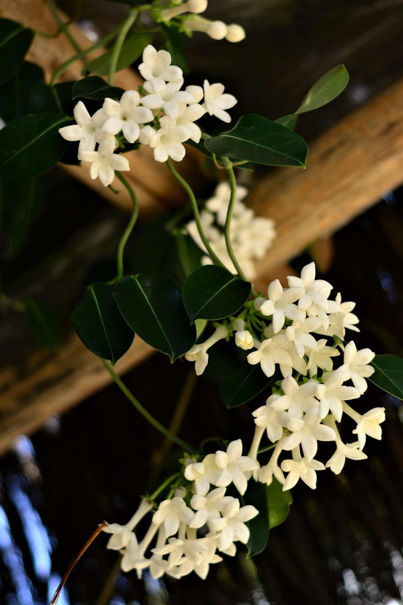 Clematis (Clematis spp.), Honeysuckle (Lonicera spp.), Morning Glory (Ipomoea purpurea), Wisteria (Wisteria frutescens), Bougainvillea (Bougainvillea spp.), Butterfly Vine (Mascagnia macroptera), Climbing Carolina Aster (Ampelaster carolinianus), Climbing Roses (Rosa spp.), Rocktrumpet (Mandevilla spp.), Madagascar Jasmine (Stephanotis floribunda), Cup and Saucer Vine (Cobaea scandens), Crossvine (Bignonia capreolata), Climbing Nasturtium (Tropaeolum majus), Trumpet Vine (Campsis radicans), Passionflower Vines (Passiflora spp.), Porcelain Flower (Hoya carnosa), Blue Sky Vine (Thunbergia grandiflora), Cypress Vine (Ipomoea quamoclit), Japanese Hydrangea Vine (Hydrangea hydrangeoides), Star Jasmine (Trachelospermum jasminoides), Scarlet Runner Bean (Phaseolus coccineus), Carolina Jessamine (Gelsemium sempervirens), Firecracker Vine (Pyrostegia venusta), Climbing Hydrangea (Hydrangea petiolaris), Moonflower (Ipomoea alba)