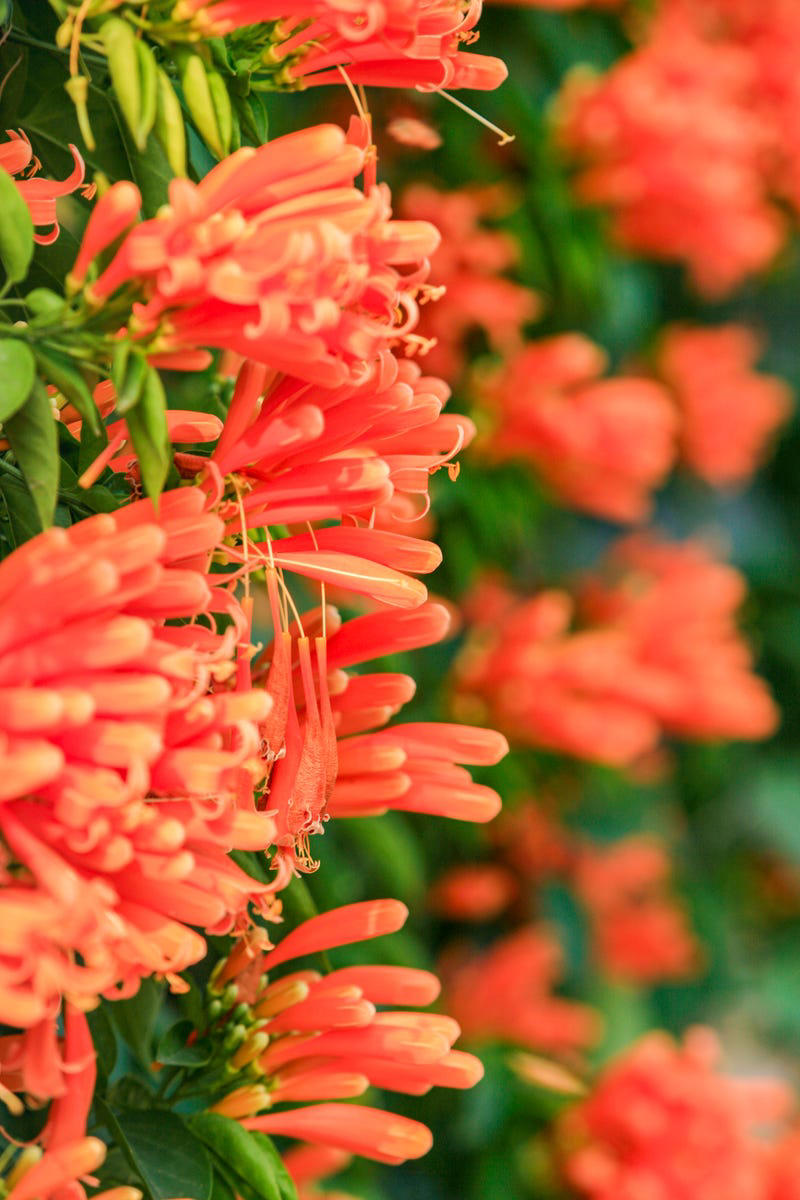 Clematis (Clematis spp.), Honeysuckle (Lonicera spp.), Morning Glory (Ipomoea purpurea), Wisteria (Wisteria frutescens), Bougainvillea (Bougainvillea spp.), Butterfly Vine (Mascagnia macroptera), Climbing Carolina Aster (Ampelaster carolinianus), Climbing Roses (Rosa spp.), Rocktrumpet (Mandevilla spp.), Madagascar Jasmine (Stephanotis floribunda), Cup and Saucer Vine (Cobaea scandens), Crossvine (Bignonia capreolata), Climbing Nasturtium (Tropaeolum majus), Trumpet Vine (Campsis radicans), Passionflower Vines (Passiflora spp.), Porcelain Flower (Hoya carnosa), Blue Sky Vine (Thunbergia grandiflora), Cypress Vine (Ipomoea quamoclit), Japanese Hydrangea Vine (Hydrangea hydrangeoides), Star Jasmine (Trachelospermum jasminoides), Scarlet Runner Bean (Phaseolus coccineus), Carolina Jessamine (Gelsemium sempervirens), Firecracker Vine (Pyrostegia venusta), Climbing Hydrangea (Hydrangea petiolaris), Moonflower (Ipomoea alba)