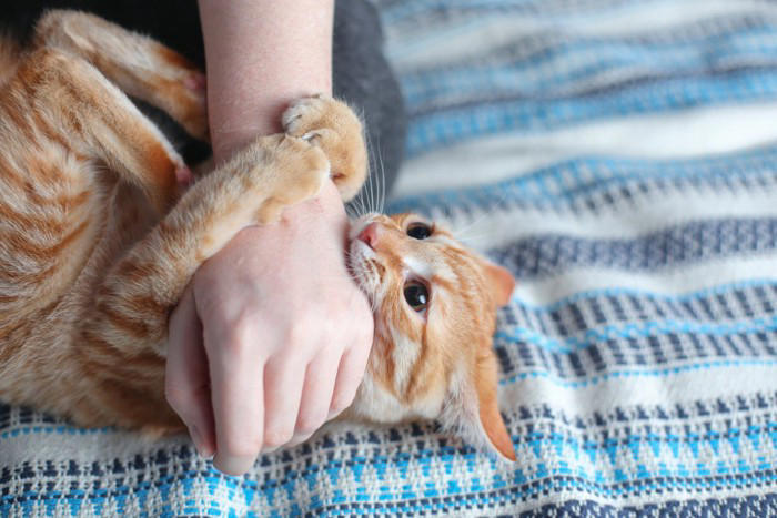 猫があなたの「手を攻撃してくる」ときの理由5選, 1.「もうやめて！」のサイン, 2.獲物に見えている, 3.遊んでほしい, 4.ストレスや不快感, 5.どこかが痛い, 攻撃する直前の「見逃せないサイン」, やめてもらうための対策と対処法, おもちゃでしっかり遊ばせる, 噛まれたら「無反応」で立ち去る, どうしても直らない場合は病院へ