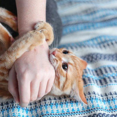 猫があなたの「手を攻撃してくる」ときの理由5選, 1.「もうやめて！」のサイン, 2.獲物に見えている, 3.遊んでほしい, 4.ストレスや不快感, 5.どこかが痛い, 攻撃する直前の「見逃せないサイン」, やめてもらうための対策と対処法, おもちゃでしっかり遊ばせる, 噛まれたら「無反応」で立ち去る, どうしても直らない場合は病院へ