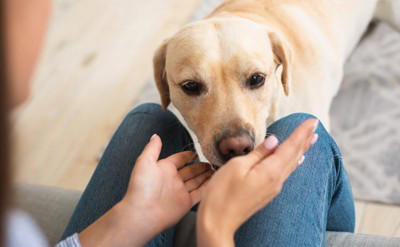 なぜ？犬が人間を好きな理由, 『人間が大好きな犬』の特徴５選, 1.自分から積極的に近づいていく, 2.全身で会えた喜びを表現する, 3.目を逸らさず穏やかな表情で見つめる, 4.人前で無防備な姿を見せる, 5.誰に触れられても怒らない, 犬の警戒心を解く方法は？, 人間が大好きな人懐っこい犬に育てるコツ