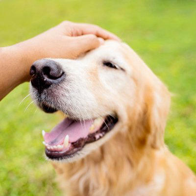 なぜ？犬が人間を好きな理由, 『人間が大好きな犬』の特徴５選, 1.自分から積極的に近づいていく, 2.全身で会えた喜びを表現する, 3.目を逸らさず穏やかな表情で見つめる, 4.人前で無防備な姿を見せる, 5.誰に触れられても怒らない, 犬の警戒心を解く方法は？, 人間が大好きな人懐っこい犬に育てるコツ