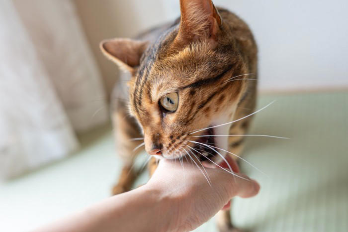 猫があなたの「手を攻撃してくる」ときの理由5選, 1.「もうやめて！」のサイン, 2.獲物に見えている, 3.遊んでほしい, 4.ストレスや不快感, 5.どこかが痛い, 攻撃する直前の「見逃せないサイン」, やめてもらうための対策と対処法, おもちゃでしっかり遊ばせる, 噛まれたら「無反応」で立ち去る, どうしても直らない場合は病院へ