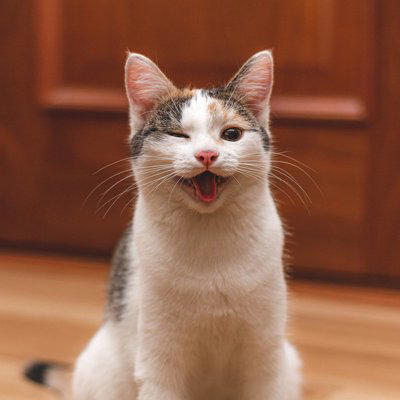 猫が『笑っているような顔』をしているときの理由, 1.リラックスして安心しているから, 2.飼い主さんとの時間がうれしいから, 3.においを分析している「変顔」の場合もある, 猫の「笑顔」から気持ちを読み取るコツ