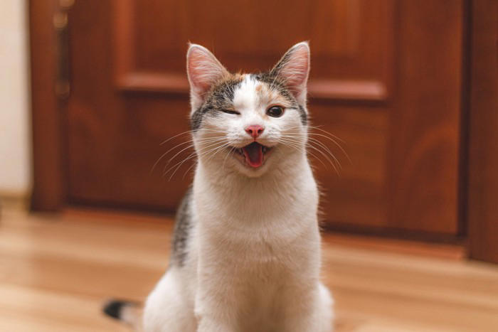 猫が『笑っているような顔』をしているときの理由, 1.リラックスして安心しているから, 2.飼い主さんとの時間がうれしいから, 3.においを分析している「変顔」の場合もある, 猫の「笑顔」から気持ちを読み取るコツ