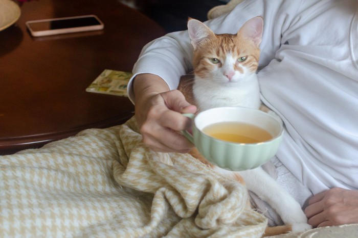 猫が『飼い主の体に乗ろうとする』ときの理由4つ, 1.安心できる存在だと感じている, 2.暖かい場所を求めている, 3.甘えたい気持ちを表現している, 4.自分の存在をアピールしている, 乗る場所から読み取れる心理や上手な接し方