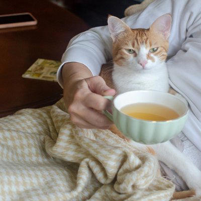 猫が『飼い主の体に乗ろうとする』ときの理由4つ, 1.安心できる存在だと感じている, 2.暖かい場所を求めている, 3.甘えたい気持ちを表現している, 4.自分の存在をアピールしている, 乗る場所から読み取れる心理や上手な接し方