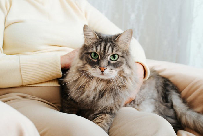 猫が『飼い主の体に乗ろうとする』ときの理由4つ, 1.安心できる存在だと感じている, 2.暖かい場所を求めている, 3.甘えたい気持ちを表現している, 4.自分の存在をアピールしている, 乗る場所から読み取れる心理や上手な接し方