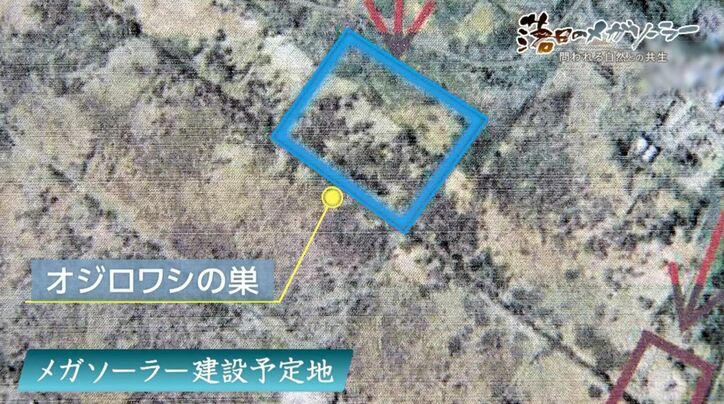 ■国策「再エネ」と希少生物の営み, ■ずさんな調査と「ノーモアメガソーラー宣言」, ■森林法違反と深まる住民との対立, ■「希少種を主語にした法律を」自然との共生への道