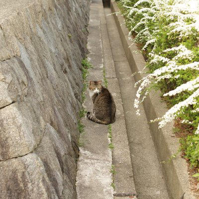 猫に散歩が不要な理由5つ, 1.「家の中」がテリトリーだから, 2.「短時間で集中して動く」ほうが得意, 3.上下運動で十分に体を使える, 4.屋外には危険が多すぎる, 5.外に出たがる理由は“運動不足”だけではない, 屋外に出すリスク, 安全に発散する方法, キャットタワーや棚で上下運動をさせる, おもちゃで狩り遊びをする, 窓辺で外を観察できる場所を作る, 知育トイで頭を使わせる
