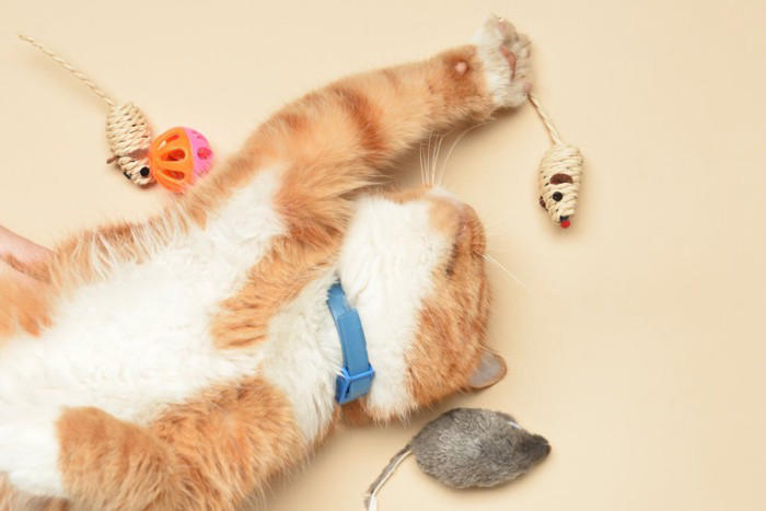 猫に散歩が不要な理由5つ, 1.「家の中」がテリトリーだから, 2.「短時間で集中して動く」ほうが得意, 3.上下運動で十分に体を使える, 4.屋外には危険が多すぎる, 5.外に出たがる理由は“運動不足”だけではない, 屋外に出すリスク, 安全に発散する方法, キャットタワーや棚で上下運動をさせる, おもちゃで狩り遊びをする, 窓辺で外を観察できる場所を作る, 知育トイで頭を使わせる