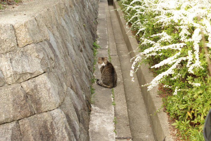猫に散歩が不要な理由5つ, 1.「家の中」がテリトリーだから, 2.「短時間で集中して動く」ほうが得意, 3.上下運動で十分に体を使える, 4.屋外には危険が多すぎる, 5.外に出たがる理由は“運動不足”だけではない, 屋外に出すリスク, 安全に発散する方法, キャットタワーや棚で上下運動をさせる, おもちゃで狩り遊びをする, 窓辺で外を観察できる場所を作る, 知育トイで頭を使わせる
