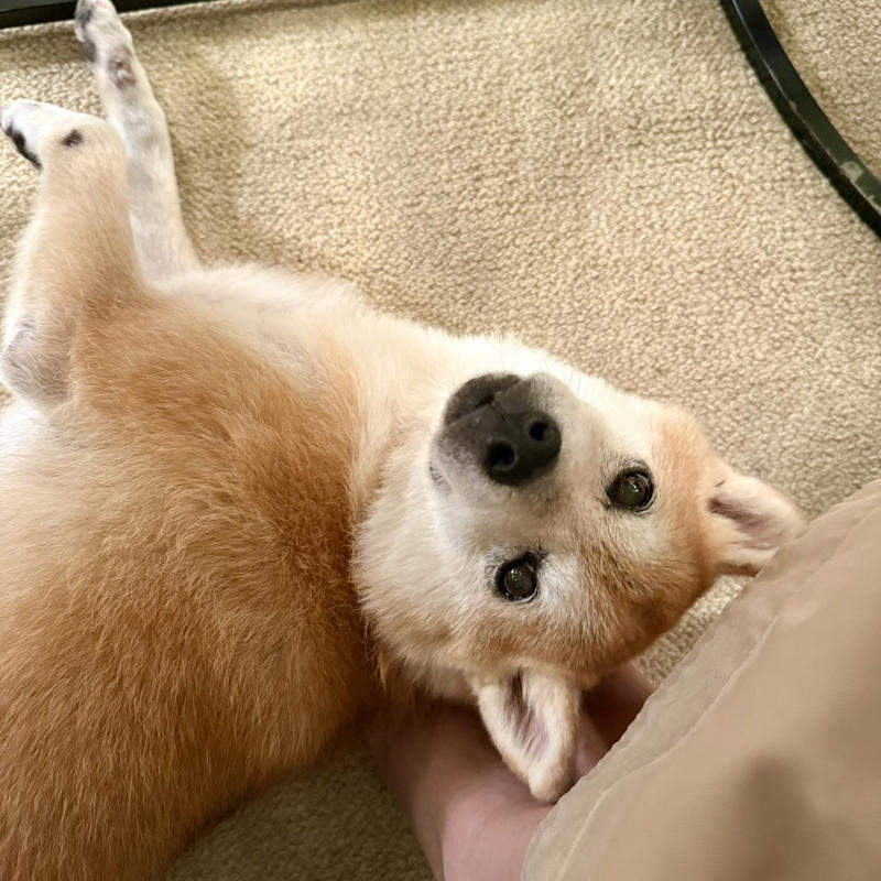 犬はテレビや動画がわかるのか, 「動画がストレスを軽減した」とは言えない, グループが歌うと、自分も一緒に走り回る, 「持ってきて」と「持っていって」がわかる犬