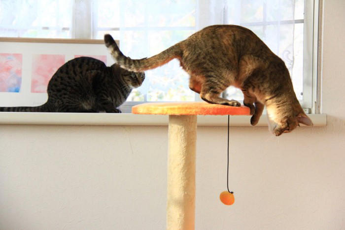 猫に散歩が不要な理由5つ, 1.「家の中」がテリトリーだから, 2.「短時間で集中して動く」ほうが得意, 3.上下運動で十分に体を使える, 4.屋外には危険が多すぎる, 5.外に出たがる理由は“運動不足”だけではない, 屋外に出すリスク, 安全に発散する方法, キャットタワーや棚で上下運動をさせる, おもちゃで狩り遊びをする, 窓辺で外を観察できる場所を作る, 知育トイで頭を使わせる