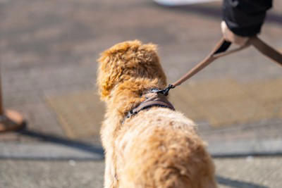 犬のリードは持ち方を間違えると事故やケガの原因に, 犬に絶対NGな『リードの持ち方』５選, 1.指に引っ掛けているだけ, 2.手首にぐるぐる巻きつける, 3.リードを長く垂らして持つ, 4.両手に物を持った状態で手首に引っ掛ける, 5.輪っか部分だけを持つ, 正しいリードの持ち方は？安全な散歩のコツも解説, 安全に散歩を楽しむコツ