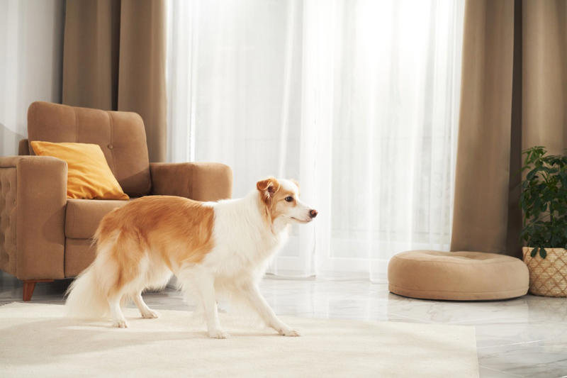 犬はテレビや動画がわかるのか, 「動画がストレスを軽減した」とは言えない, グループが歌うと、自分も一緒に走り回る, 「持ってきて」と「持っていって」がわかる犬