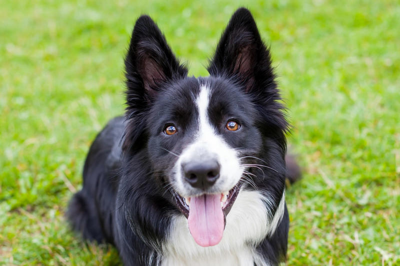 犬はテレビや動画がわかるのか, 「動画がストレスを軽減した」とは言えない, グループが歌うと、自分も一緒に走り回る, 「持ってきて」と「持っていって」がわかる犬