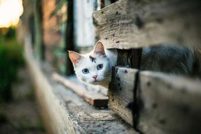 猫に散歩が不要な理由5つ, 1.「家の中」がテリトリーだから, 2.「短時間で集中して動く」ほうが得意, 3.上下運動で十分に体を使える, 4.屋外には危険が多すぎる, 5.外に出たがる理由は“運動不足”だけではない, 屋外に出すリスク, 安全に発散する方法, キャットタワーや棚で上下運動をさせる, おもちゃで狩り遊びをする, 窓辺で外を観察できる場所を作る, 知育トイで頭を使わせる