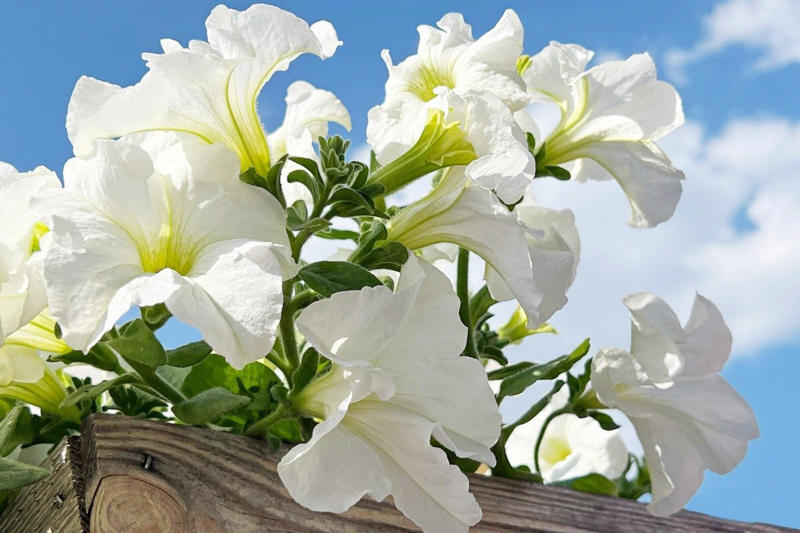 この記事で紹介する「夏にゴージャスな花が楽しめる植物」, 暑さに強い！夏咲きでゴージャスな花が楽しめる《主役級の植物》植物3選, スラリと伸びた姿が存在感抜群の「グラジオラス」, 南国風の花がおしゃれなつる性植物「マンデビラ」, あふれるように咲き誇る「ペチュニア」