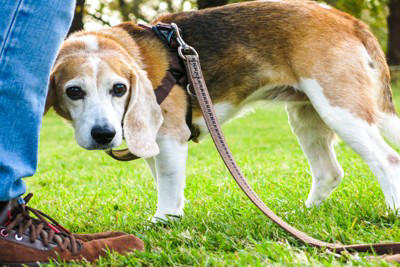 犬見知りな犬がよくする行動, 1.飼い主の後ろに隠れて出てこなくなる, 2.視線をそらしたり顔をそむけたりする, 3.身動きできずに固まってしまう, 愛犬を社交的な性格に育てるコツ, 犬見知りな愛犬のために飼い主がすべき配慮