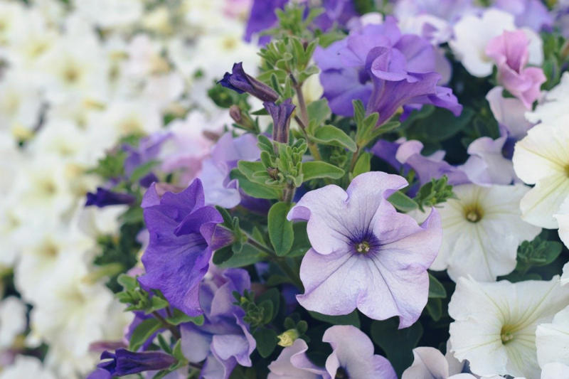 この記事で紹介する「夏にゴージャスな花が楽しめる植物」, 暑さに強い！夏咲きでゴージャスな花が楽しめる《主役級の植物》植物3選, スラリと伸びた姿が存在感抜群の「グラジオラス」, 南国風の花がおしゃれなつる性植物「マンデビラ」, あふれるように咲き誇る「ペチュニア」