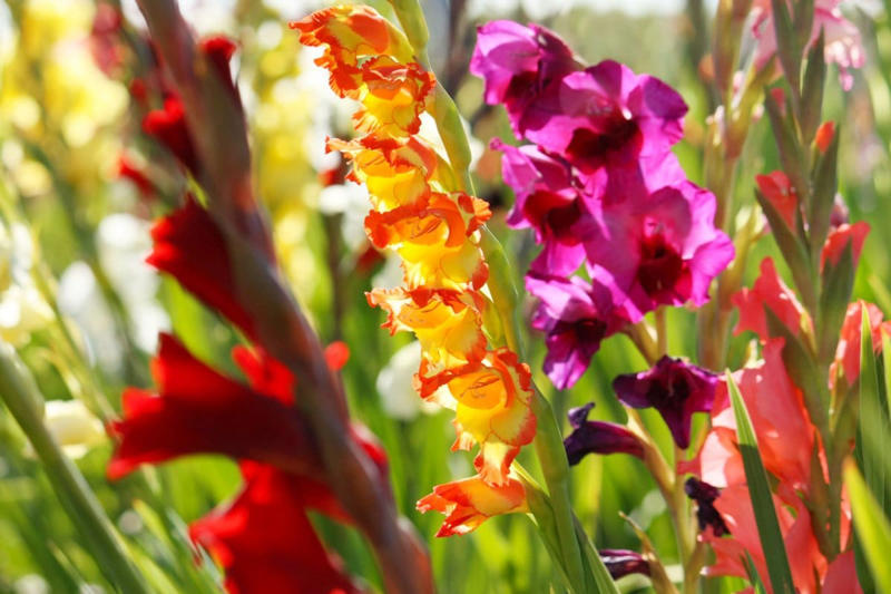 この記事で紹介する「夏にゴージャスな花が楽しめる植物」, 暑さに強い！夏咲きでゴージャスな花が楽しめる《主役級の植物》植物3選, スラリと伸びた姿が存在感抜群の「グラジオラス」, 南国風の花がおしゃれなつる性植物「マンデビラ」, あふれるように咲き誇る「ペチュニア」
