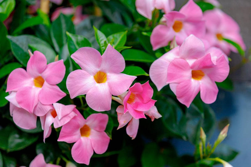 この記事で紹介する「夏にゴージャスな花が楽しめる植物」, 暑さに強い！夏咲きでゴージャスな花が楽しめる《主役級の植物》植物3選, スラリと伸びた姿が存在感抜群の「グラジオラス」, 南国風の花がおしゃれなつる性植物「マンデビラ」, あふれるように咲き誇る「ペチュニア」