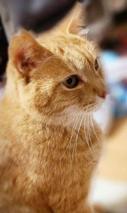 2種以上の異なる種類（品種）の遺伝子をもつ猫, 日本で暮らす猫のうち大半が雑種猫！, 雑種猫の魅力とは？, トラ柄（キジトラ、サバトラ、茶トラ）, 単色の柄なし猫（白・黒・グレー）