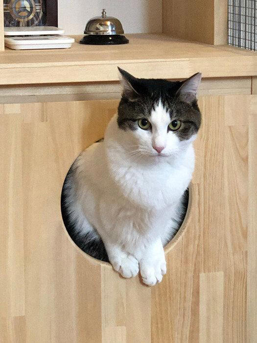 2種以上の異なる種類（品種）の遺伝子をもつ猫, 日本で暮らす猫のうち大半が雑種猫！, 雑種猫の魅力とは？, トラ柄（キジトラ、サバトラ、茶トラ）, 単色の柄なし猫（白・黒・グレー）
