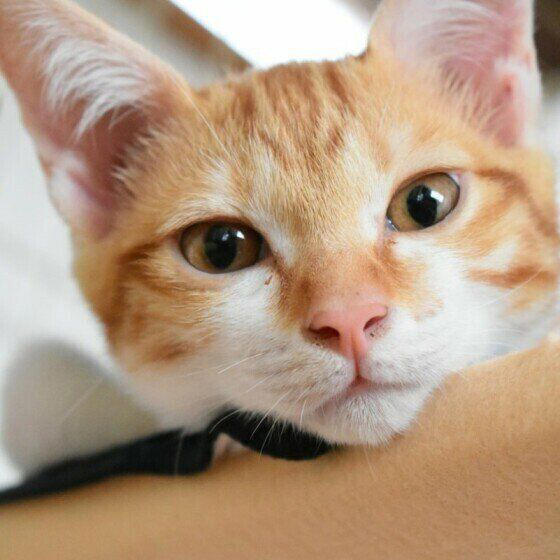 2種以上の異なる種類（品種）の遺伝子をもつ猫, 日本で暮らす猫のうち大半が雑種猫！, 雑種猫の魅力とは？, トラ柄（キジトラ、サバトラ、茶トラ）, 単色の柄なし猫（白・黒・グレー）