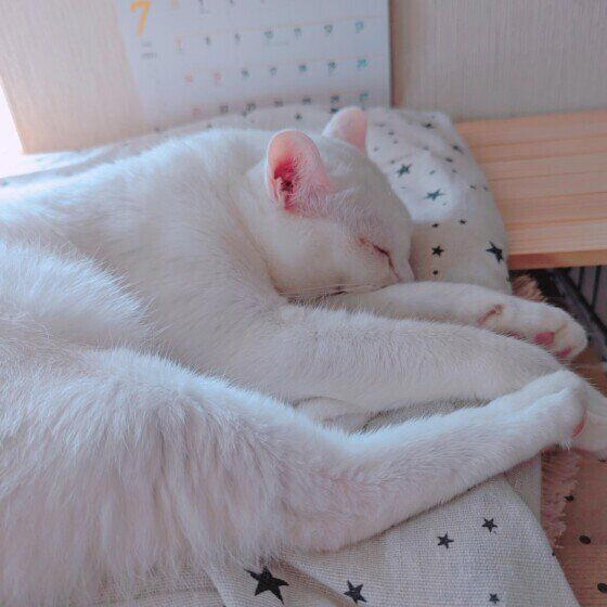2種以上の異なる種類（品種）の遺伝子をもつ猫, 日本で暮らす猫のうち大半が雑種猫！, 雑種猫の魅力とは？, トラ柄（キジトラ、サバトラ、茶トラ）, 単色の柄なし猫（白・黒・グレー）