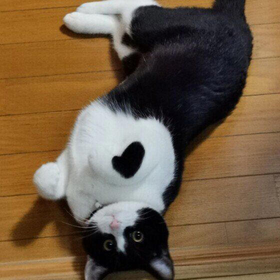 2種以上の異なる種類（品種）の遺伝子をもつ猫, 日本で暮らす猫のうち大半が雑種猫！, 雑種猫の魅力とは？, トラ柄（キジトラ、サバトラ、茶トラ）, 単色の柄なし猫（白・黒・グレー）