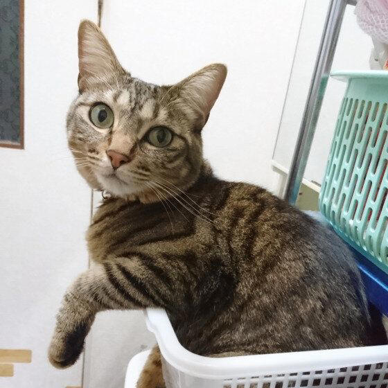 2種以上の異なる種類（品種）の遺伝子をもつ猫, 日本で暮らす猫のうち大半が雑種猫！, 雑種猫の魅力とは？, トラ柄（キジトラ、サバトラ、茶トラ）, 単色の柄なし猫（白・黒・グレー）